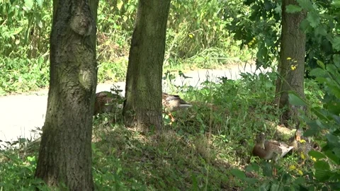 Duck 1 Stock Footage 152577213