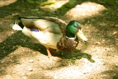 Duck 1 Stock Photos