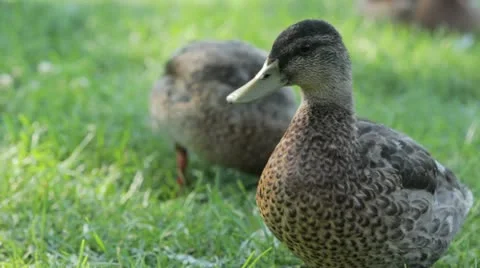 Duck 10 Stock Footage 20613884