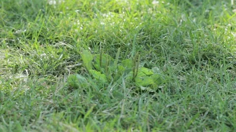 Duck 11 Stock Footage 20613777