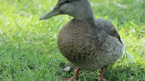 Duck 12 Stock Footage 20613923
