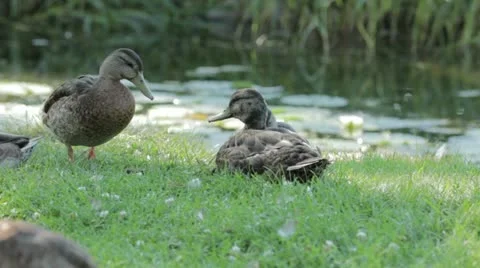 Duck 14 Stock Footage 20614422