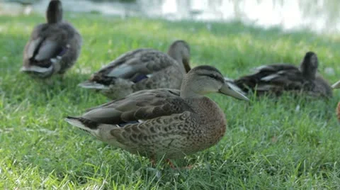 Duck 15 Stock Footage 20614526