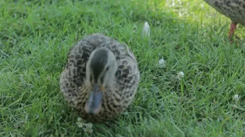 Duck 16 Stock Footage 20633929
