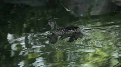Duck 18 Stock Footage 20634271