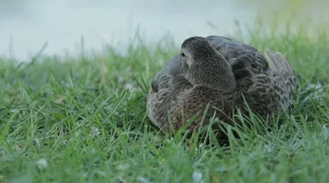 Duck 2 Stock Footage 20497707