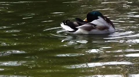 Duck 2 Stock Footage 35484499