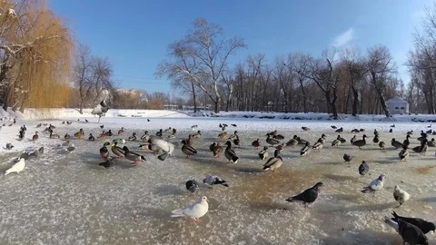 Duck 2 Stock Footage 101161194