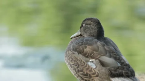 Duck 22 Stock Footage 20640940