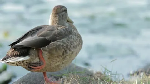 Duck 23 Stock Footage 20640993