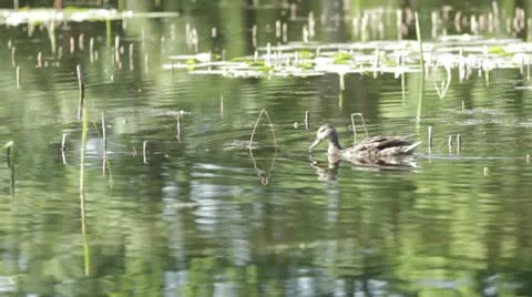 Duck 24 Stock Footage 20641102