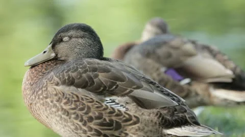 Duck 25 Stock Footage 20641082