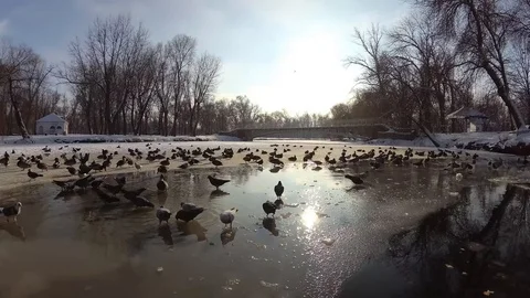 Duck 3 Stock Footage 101160853