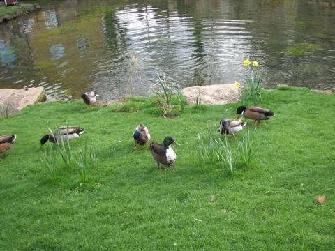 Duck 3 Stock Photos
