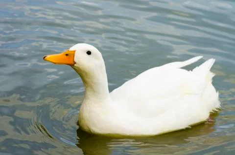 Duck 3 Stock Photos