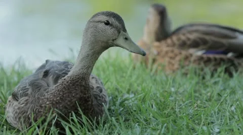 Duck 4 Stock Footage 20498149