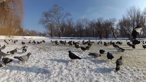 Duck 4 Stock Footage 101161144