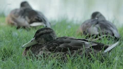 Duck 5 Stock Footage 20498165