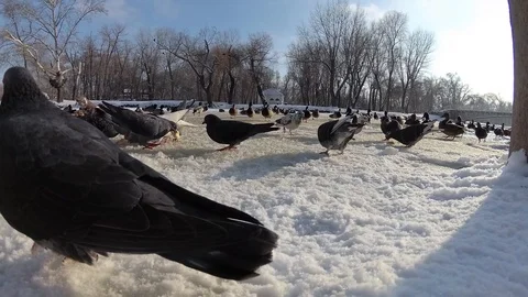 Duck 5 Stock Footage 101161247