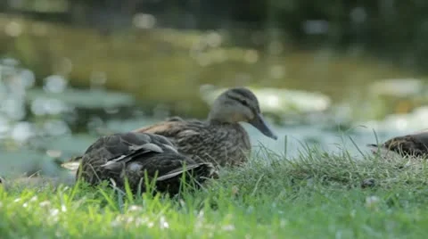 Duck 6 Stock Footage 20613466
