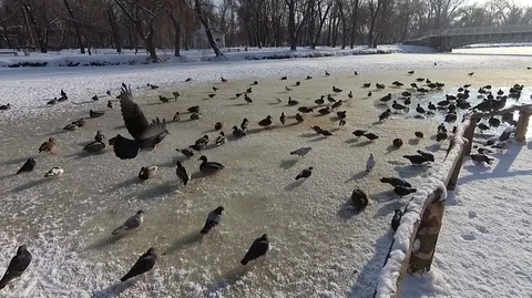 Duck 6 Stock Footage 101161363