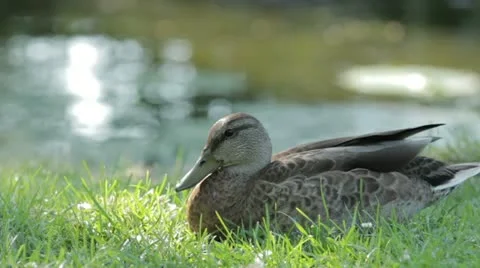 Duck 7 Stock Footage 20613590