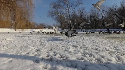 Duck 7 Stock Footage 101162094