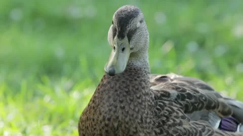 Duck 8 Stock Footage 20613650