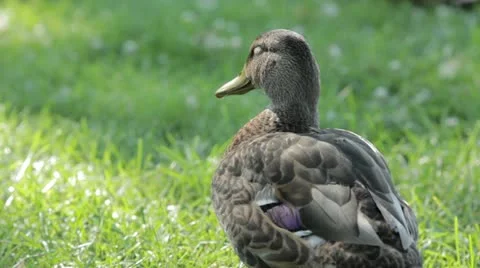 Duck 9 Stock Footage 20613900