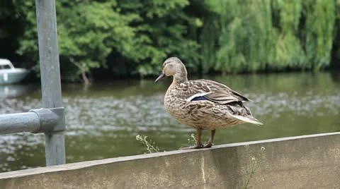 A duck about to jump into a river Stock Footage 11024617