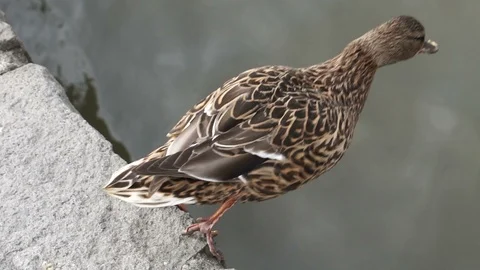 Duck in action jumping in lake slow motion Stock Footage 89737616