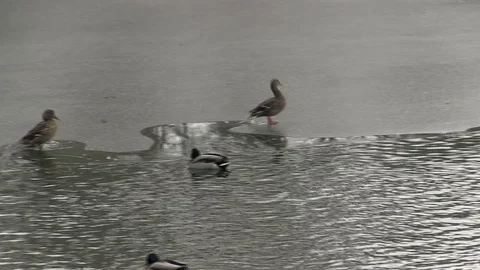 Duck is afraid to drown 库存影片 127131466