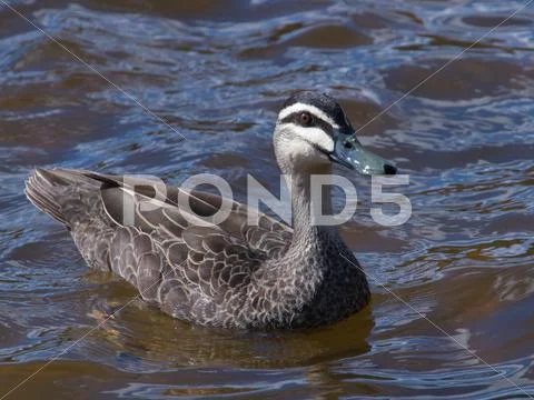 Duck alert Stock Photos