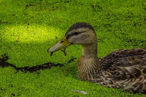 Duck in Algae Stock Photos