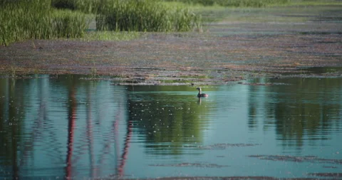 Duck alone on the swamp Видео 130992380