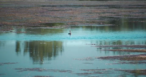 Duck alone on the swamp Vídeo Stock 130992753