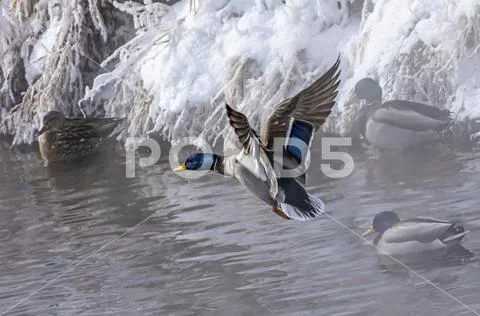 Duck (Anas platyrhynchos) landing on water with ducks at a snowy shoreline Stock Photos