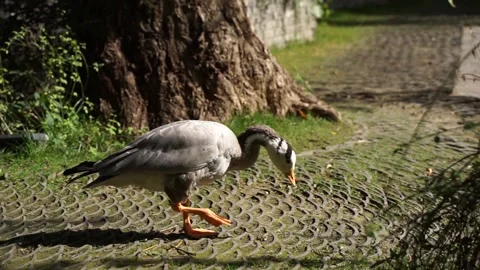 Duck and bar-headed goose walking and grazing in the park Vidéo 144544198