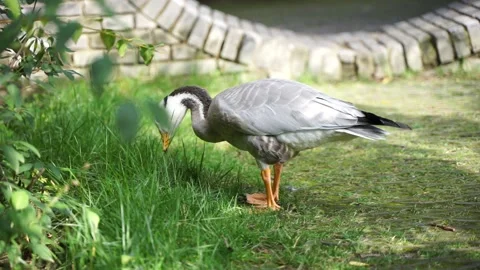 Duck and bar-headed goose walking and grazing in the park Stock Footage 144544206