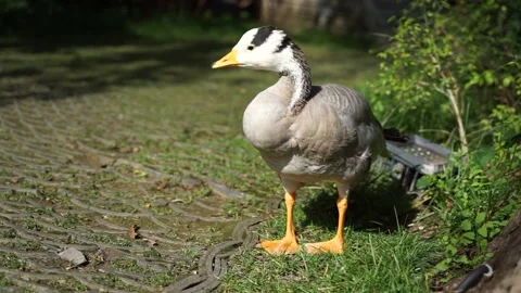 Duck and bar-headed goose walking and grazing in the park Stock Footage 144545754