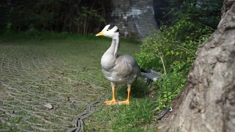 Duck and bar-headed goose walking and grazing in the park 動画素材 144548072