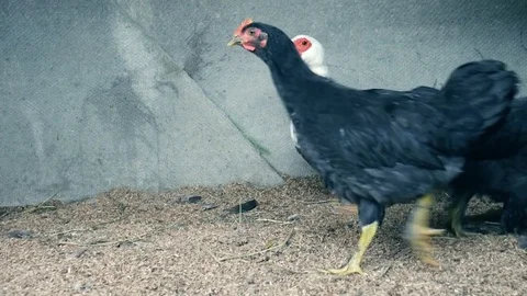 Duck and chickens Stock-Footage 76112055