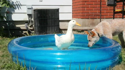 The duck and the dog Video stock 829523