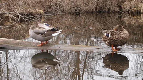 Duck and drake Stock Footage 22563715
