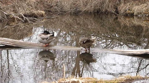 Duck and drake Stock Footage 22569650
