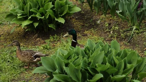 Duck and Drake Stock Footage 127525795