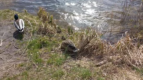 Duck and drake Stock-Footage 179058057