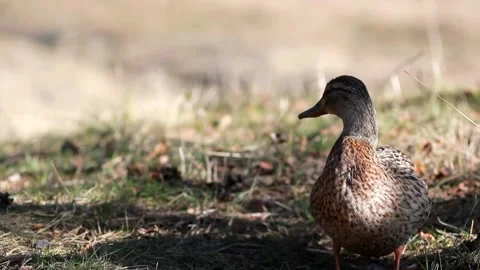 Duck and drake on the lawn in the spring forest. Stock Footage 239761796