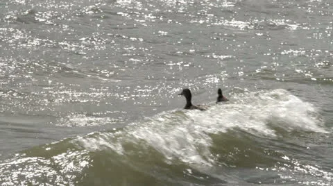 Duck and Duckling Video stock 24832693