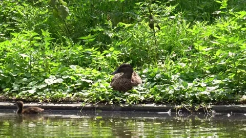 Duck and duckling Stock Footage 203687890